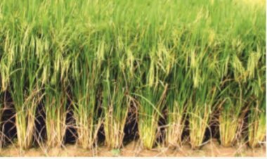 पहली बार पूरे प्रदेश में राज्य सरकार करेगी धान की खरीद.....