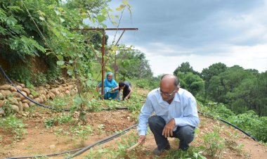 हमीरपुर में भी उग सकता है किवी, गांव हनोह के सुरेश ने तैयार किया बागीचा......  बाजार में अक्सर ऊंचे दामों में मिलने वाला फल  किवी क्या हमीरपुर जैसे इलाके में भी हो सकता है?........