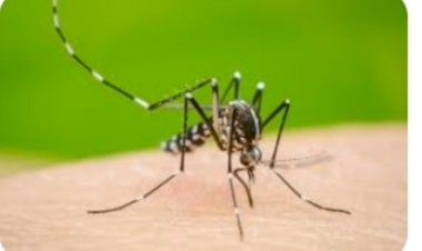 सिरमौर जिला में आये डेंगू के 103 मामले-एल. आर. वर्मा