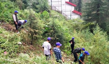 एन.एस.एस. के विशेष शिविर में चलाया गया ‘भांग उखाड़ो’ अभियान......