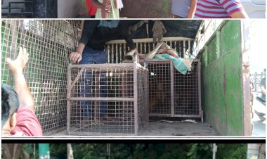 वन विभाग ने शहर से डेढ़ सौ उत्पाती बंदर पक ड़े......लोगों पर लगातार हमला बोल रहे है ये बंदर......  डेढ़ सौ उत्पाती बंदर पक ड़े......लोगों पर लगातार हमला बोल रहे है ये बंदर......