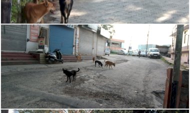 आखिर आवारा कुत्तों से  कब मिलेगी शहरियों को निजात......  अवैध रूप से कु त्तों की ब्रिडिंग करने वालों के  खिलाफ कानूनी कारवाई क रने की जरूरत ....