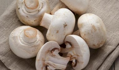 मशरूम कल्टीवेशन हेतू प्रशिक्षण 5 अक्तूबर से शुरू- संदीप ठाकुर