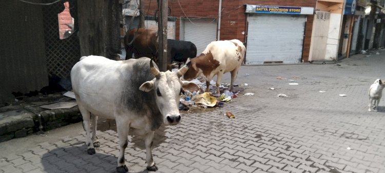 पढ़े लिखे लोग भी पीछे नहीं है खुले में कचरा फैकनें में...... डोर- टू -डोर गारेबज स्कीम को लग रहा है झटका