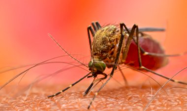 पावंटा साहिब में डेंगू से दूसरी मौत, स्वास्थ्य विभाग अलर्ट