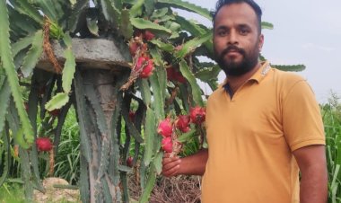मुश्ताक गुज्जर ने डैªगन फू्रट की खेती कर अपनी किस्मत बदलने में सफलता हासिल की