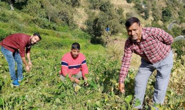 सलूणी के किसानों ने सिंचाई योजना का लाभ लेकर खेतों में बेमौसमी सब्जियों का उत्पादन कर बढ़ाई आमदनी