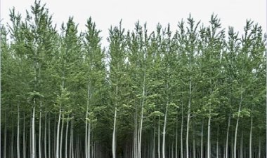 सरकार ने सफेदा, पॉपलर व बांस की लकड़ी व कुठ को प्रदेश से बाहर ले जाने पर लगी रोक हटाई