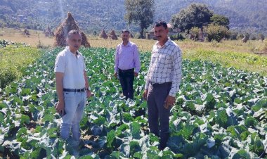 में बे मौसमी सब्जियां उगा कर किसानों के लिए प्रेरणा स्रोत  बने भनोता  के संजीव कुमार