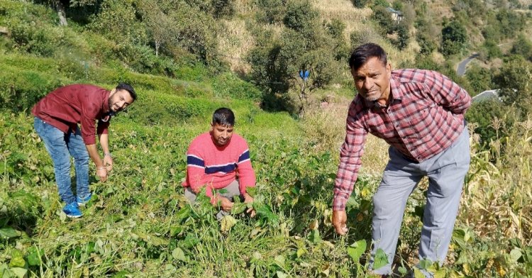 सलूणी के किसानों ने सिंचाई योजना का लाभ लेकर खेतों में बेमौसमी सब्जियों का उत्पादन कर बढ़ाई आमदनी