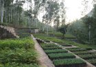 जाइका की नर्सरी से हिमाचल में हरियाली की पाठशाला -चिलगोजा, छरमा, तोष समेत 55 से अधिक प्रजातियों के पौधे किए तैयार