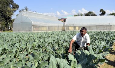 युवाओं के लिए बने आत्मनिर्भरता की नई मिसाल   सरकार की मदद से सब्जी उत्पादन में महकने लगा स्वरोजगार           बलबीर सैनी को 15 से 17 लाख की हो रही सलाना आमदनी