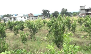 गांव बकारटी के 24 किसानों की भूमि पर लगाए गए हैं 2300 पौधे....... एचपीशिवा परियोजना से बकारटी में भी आई मौसंबी की बहार