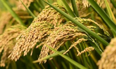 15 दिसंबर तक गेहूं की फसल का बीमा करवा सकते हैं हमीरपुर के किसान फसल के बीमे के लिए प्रति कनाल देना होगा 36 रुपये प्रीमियम