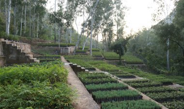 जाइका की नर्सरी से हिमाचल में हरियाली की पाठशाला -चिलगोजा, छरमा, तोष समेत 55 से अधिक प्रजातियों के पौधे किए तैयार