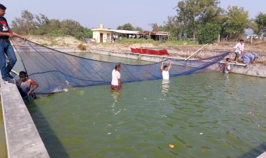 जिला ऊना में मछली पालन की आपार संभावनाएं चौकी मन्यिार की रेशमा देवी ने मछली पालन से अर्जित किए 10 लाख रूपये
