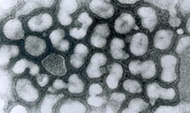 सूबे में एवियन इन्फ्लूएंजा एच.9 एन.2 वायरस को लेकर अलर्ट