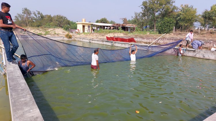 जिला ऊना में मछली पालन की आपार संभावनाएं चौकी मन्यिार की रेशमा देवी ने मछली पालन से अर्जित किए 10 लाख रूपये