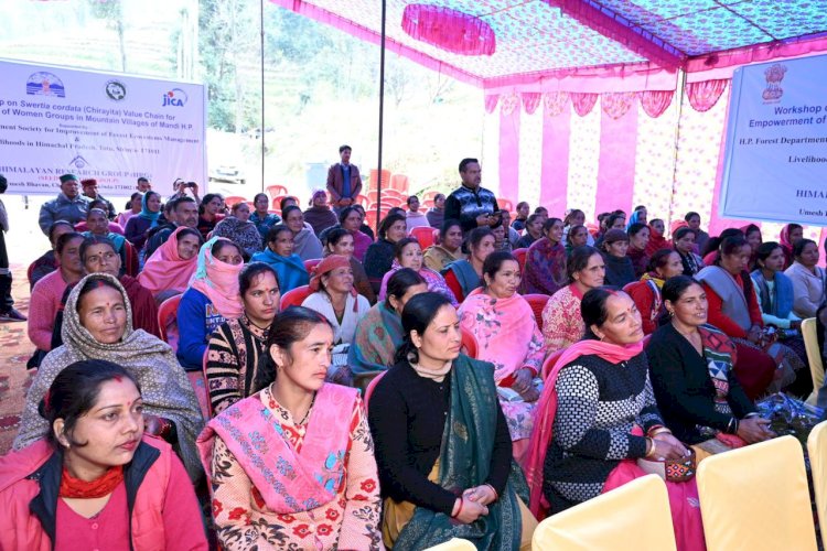 कड़ू व चिरायता की खेती में जाइका को मिली पहली कामयाबी -नाचन वन मंडल के तहत महिला समूहों ने उतारी पहली खेप