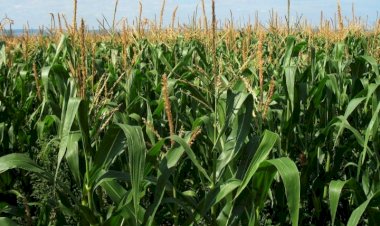 फसल बीमा योजना के तहत रबी सीजन में  बीमा करवाने की अंतिम तिथि  15 दिसम्बर