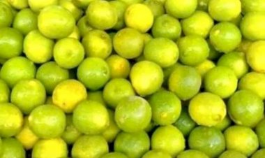 आम, नींबू और अनार का बीमा करवाएं हमीरपुर के बागवान