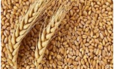 एनएफएसए लाभार्थियों को 01 जनवरी, 2024 से अगले पांच वर्षों के लिए मुफ्त खाद्यान्न उपलब्ध