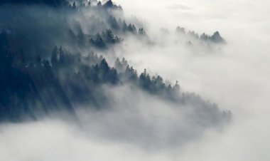 मैदानी इलाकों में चार दिनों तक  घना कोहरा छाया रहेगा, येलो अलर्ट जारी