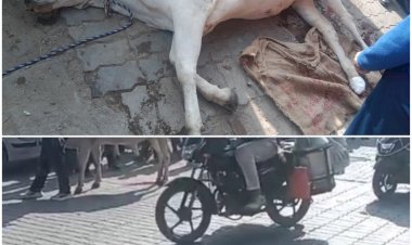 पक्का तालाब के किनारे निजी बस ने गाय को किया घायल,पांव हुआ लहूलुहान, लोगों की मदद से बची जान