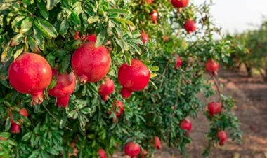 उद्यान विभाग के विक्रय केंद्रों से लें सर्दियों में लगाए जाने वाले फलदार पौधे