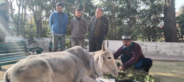 घायल गाय को लेने नही आया कोई मालिक , एसपीसीए भेजगी गोसदन