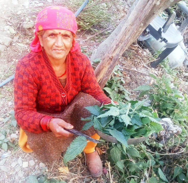 गिरिपार क्षेत्र में सर्दियों में लोग लगाते हैं बिच्छू बूटी के साग के चटकारे,  विटामिन और खनिज तत्वों से भरपूर है बिच्छू बूटी अर्थात भाभर का साग