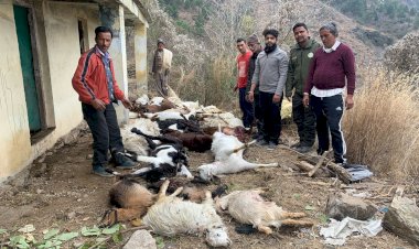 तेंदुए ने मारी 50 बकरियां, गौशाला में घुसकर किया हमला