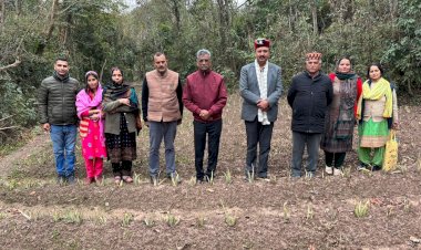 जाइका वानिकी परियोजना के तहत सुकेत के थल्ला में लगाए 25 हजार एलोवेरा के पौधे