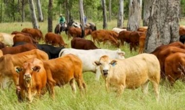 पशुधन से साकार होगी आत्मनिर्भर हिमाचल की संकल्पना