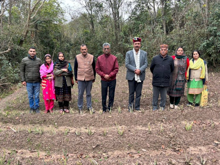 जाइका वानिकी परियोजना के तहत सुकेत के थल्ला में लगाए 25 हजार एलोवेरा के पौधे