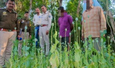 कंडईवाला गांव के खेतों में उगाए 5000 हजार अफीम के पौधे किए नष्ट,आरोपी 2 दिन के पुलिस रिमांड में
