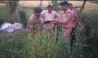 पुलिस ने अफीम के करीब 186 से पौधे नष्ट किए