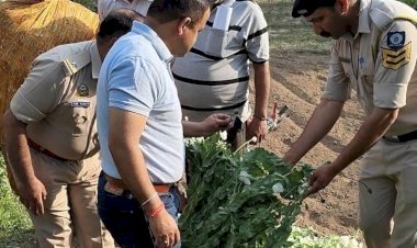 जाबल का बाग में हो रही थी अफीम की खेती, पुलिस ने दी दबिश 272 पौधे किए नष्ट
