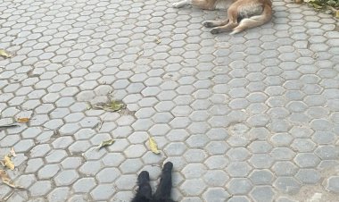 रानीताल में कुत्तों का आतंक,  सैर करने वाले लोग सांसत में,नप प्रशासन को सौंपी शिकायत