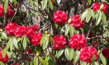 कूफरी घाटी में  बुरांस के फूलों से सराबोर : पर्यटक उठा रहे लुत्फ