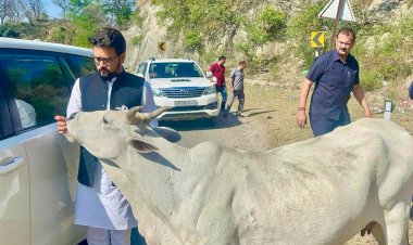 चुनावी गर्मी के अनुराग ठाकुर की गौ-सेवा