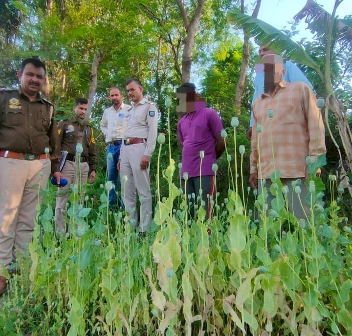 कंडईवाला गांव के खेतों में उगाए 5000 हजार अफीम के पौधे किए नष्ट,आरोपी 2 दिन के पुलिस रिमांड में