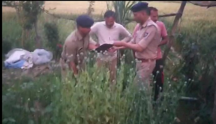 पुलिस ने अफीम के करीब 186 से पौधे नष्ट किए