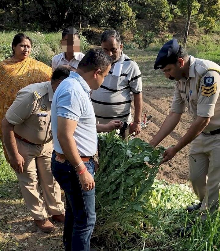 जाबल का बाग में हो रही थी अफीम की खेती, पुलिस ने दी दबिश 272 पौधे किए नष्ट