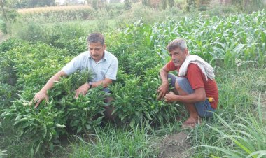 कृषि व पशुपालन से आर्थिकी को सुदृढ़ बना रहे लोअर बढे़ड़ा के रघुवीर सिंह