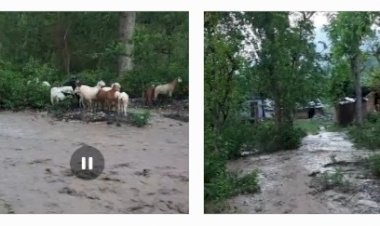 पांवटा के सालवाला में मूसलाधार बारिश,घरों में घुसा पानी,फसलें हुर्ई बरबाद...