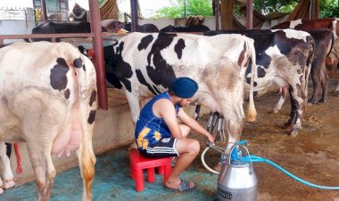 सफलता की कहानी.... डेयरी फॉर्म चलाकर आर्थिकी को सुदृढ़ बना रहे हैं देहलां के हरभजन सिंह