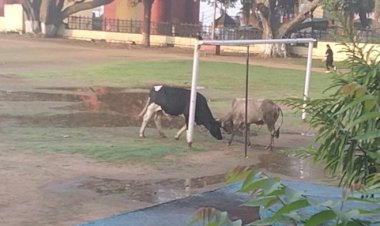 चौगान का रखरखाव करेंगे: नप प्रशासन के आदेश लोगों के ठेंगे पर.....