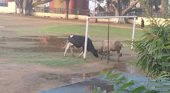 चौगान का रखरखाव करेंगे: नप प्रशासन के आदेश लोगों के ठेंगे पर.....