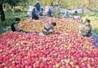 यूनिवर्सल कार्टन के माध्यम से बागवानों ने 1 करोड़ 11 लाख 92 हजार से अधिक पेटी सेब मंडियों में भेजा